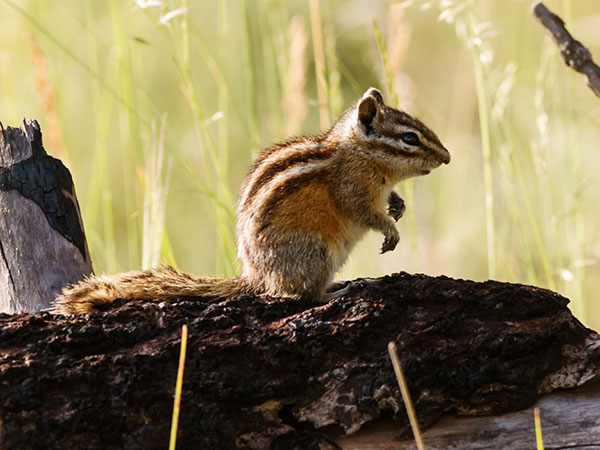 Gray-collared Chipmunk Tamias cinereicollis