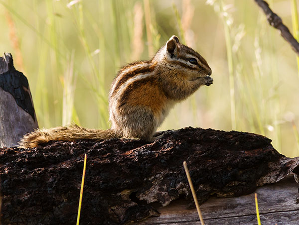 Gray-collared Chipmunk Tamias cinereicollis