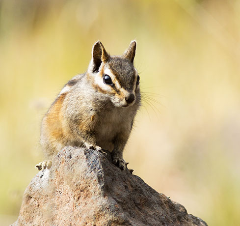 Gray-collared Chipmunk Tamias cinereicollis