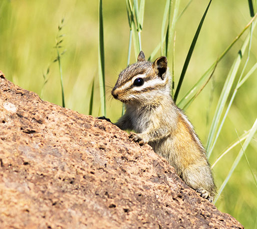Gray-collared Chipmunk Tamias cinereicollis