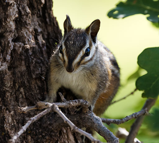 Gray-collared Chipmunk Tamias cinereicollis