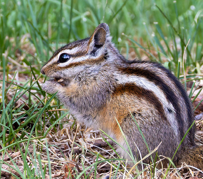 Gray-collared Chipmunk Tamias cinereicollis