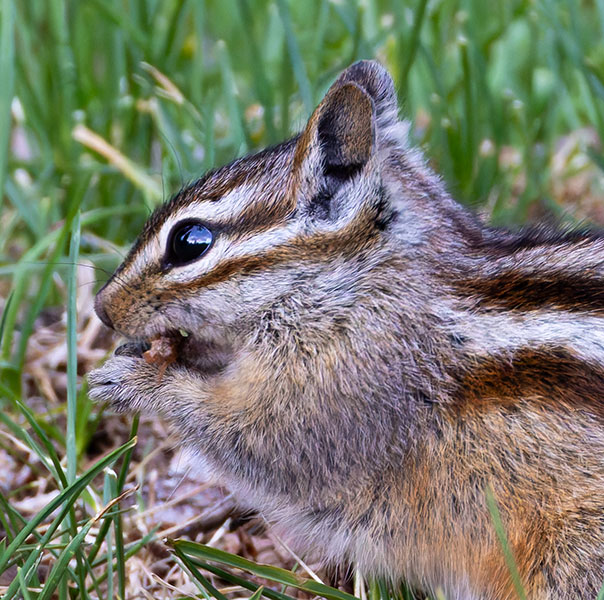 Gray-collared Chipmunk Tamias cinereicollis