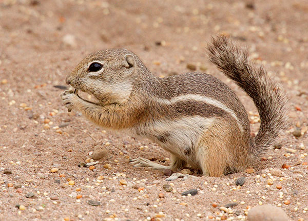 Harris' Antelope Ground Squirrel Ammospermophilus harrisii
