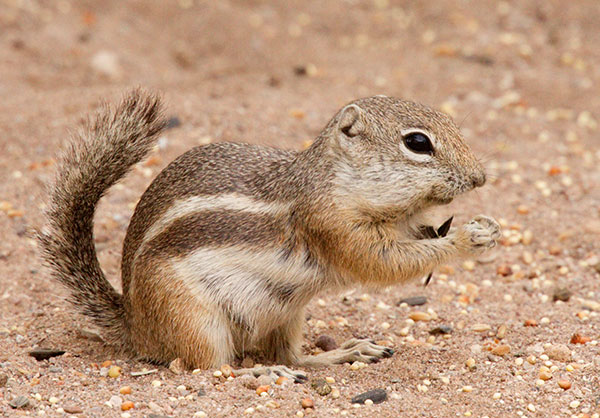 Harris' Antelope Ground Squirrel Ammospermophilus harrisii