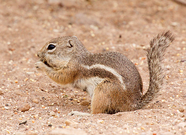 Harris' Antelope Ground Squirrel Ammospermophilus harrisii