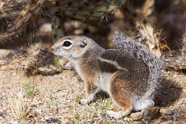 Harris' Antelope Ground Squirrel Ammospermophilus harrisii