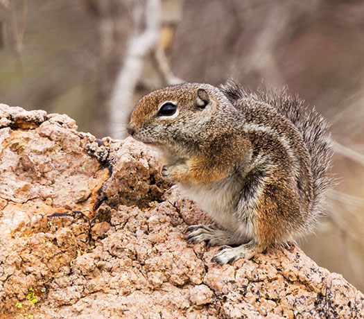 Harris' Antelope Ground Squirrel Ammospermophilus harrisii