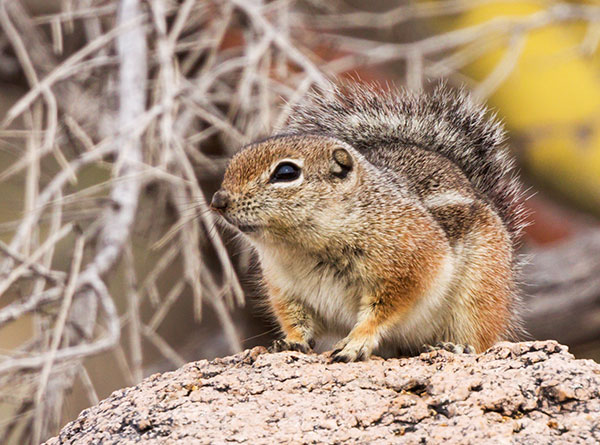 Harris' Antelope Ground Squirrel Ammospermophilus harrisii