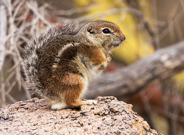 Harris' Antelope Ground Squirrel Ammospermophilus harrisii