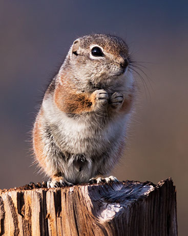 Harris' Antelope Ground Squirrel Ammospermophilus harrisii