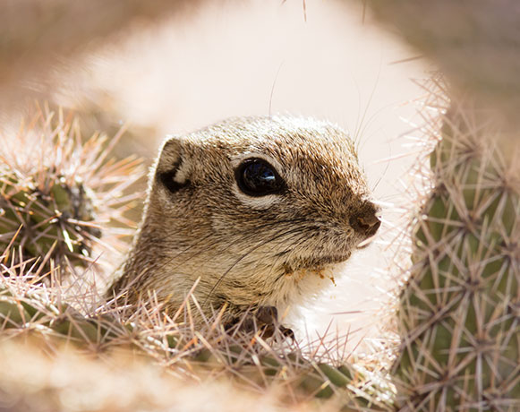 Harris' Antelope Ground Squirrel Ammospermophilus harrisii