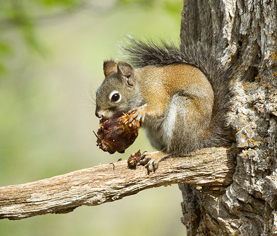 Red Squirrels Arizona chickaree squirrel Tamiasciurus hudsonicus mogollonensis