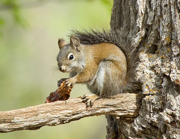 Red Squirrels Arizona chickaree squirrel Tamiasciurus hudsonicus mogollonensis