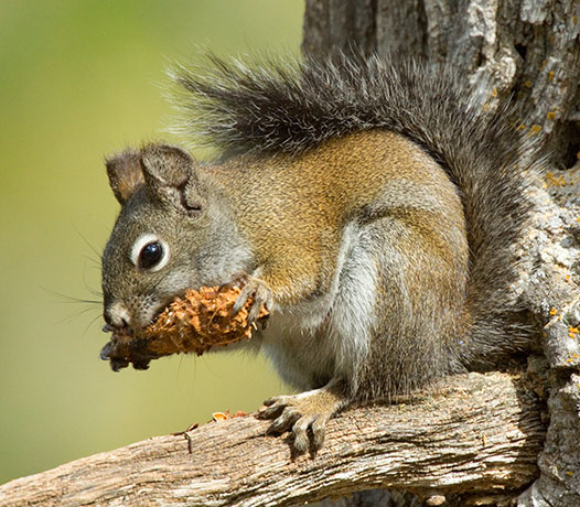 Red Squirrels Arizona chickaree squirrel Tamiasciurus hudsonicus mogollonensis