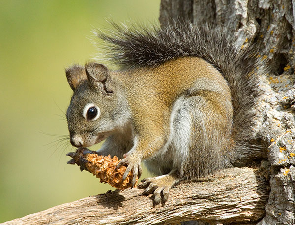 Red Squirrels Arizona chickaree squirrel Tamiasciurus hudsonicus mogollonensis