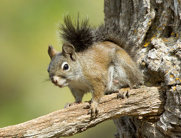 Red Squirrels Arizona chickaree squirrel Tamiasciurus hudsonicus mogollonensis