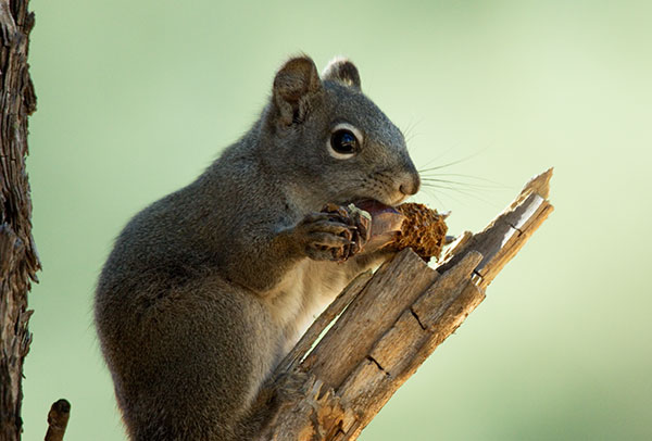 Red Squirrels Arizona chickaree squirrel Tamiasciurus hudsonicus mogollonensis