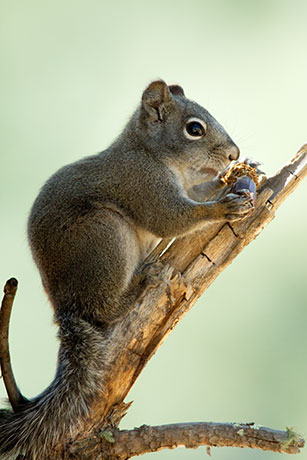 Red Squirrels Arizona chickaree squirrel Tamiasciurus hudsonicus mogollonensis