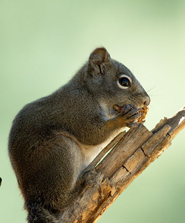 Red Squirrels Arizona chickaree squirrel Tamiasciurus hudsonicus mogollonensis
