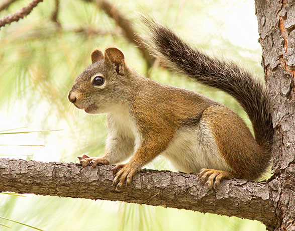 Red Squirrels Arizona chickaree squirrel Tamiasciurus hudsonicus mogollonensis