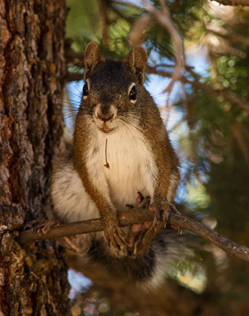 Red Squirrels Arizona chickaree squirrel Tamiasciurus hudsonicus mogollonensis