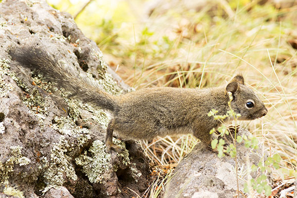 Red Squirrels Arizona chickaree squirrel Tamiasciurus hudsonicus mogollonensis