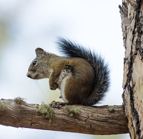 Red Squirrels Arizona chickaree squirrel Tamiasciurus hudsonicus mogollonensis