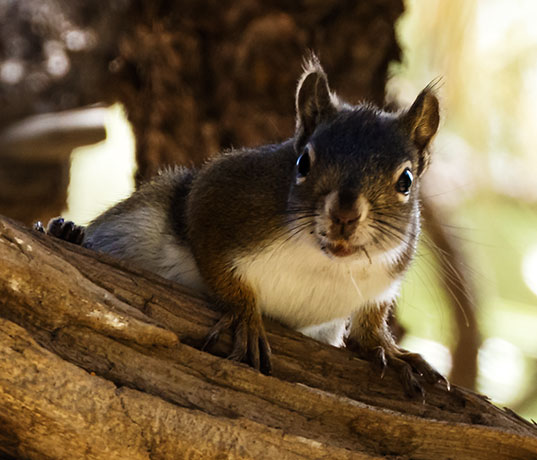 Red Squirrels Arizona chickaree squirrel Tamiasciurus hudsonicus mogollonensis