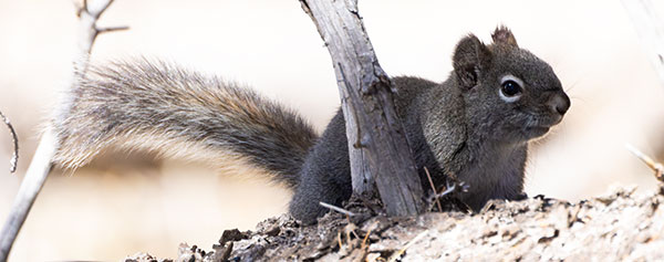 Red Squirrels Arizona chickaree squirrel Tamiasciurus hudsonicus mogollonensis