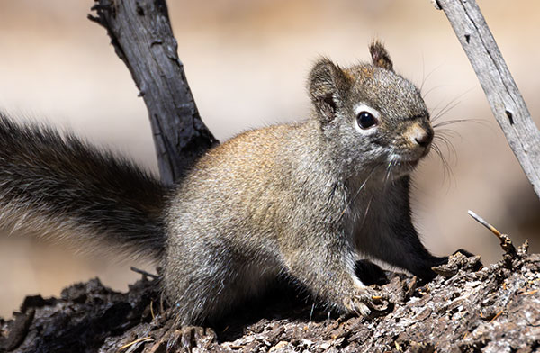 Red Squirrels Arizona chickaree squirrel Tamiasciurus hudsonicus mogollonensis