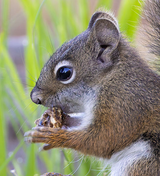 Red Squirrels Arizona chickaree squirrel Tamiasciurus hudsonicus mogollonensis