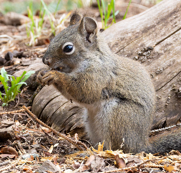 Red Squirrels Arizona chickaree squirrel Tamiasciurus hudsonicus mogollonensis