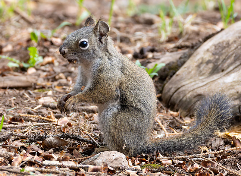 Red Squirrels Arizona chickaree squirrel Tamiasciurus hudsonicus mogollonensis