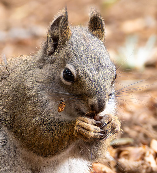 Red Squirrels Arizona chickaree squirrel Tamiasciurus hudsonicus mogollonensis