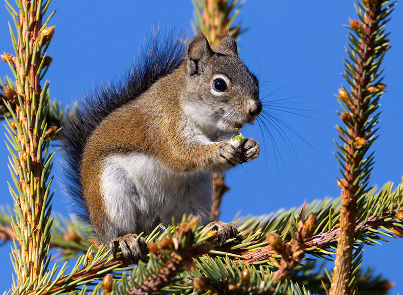 Red Squirrels Arizona chickaree squirrel Tamiasciurus hudsonicus mogollonensis