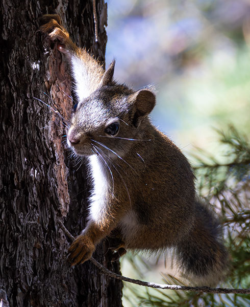 Red Squirrels Arizona chickaree squirrel Tamiasciurus hudsonicus mogollonensis
