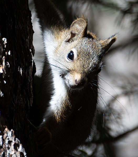 Red Squirrels Arizona chickaree squirrel Tamiasciurus hudsonicus mogollonensis