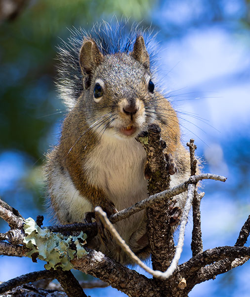 Red Squirrels Arizona chickaree squirrel Tamiasciurus hudsonicus mogollonensis