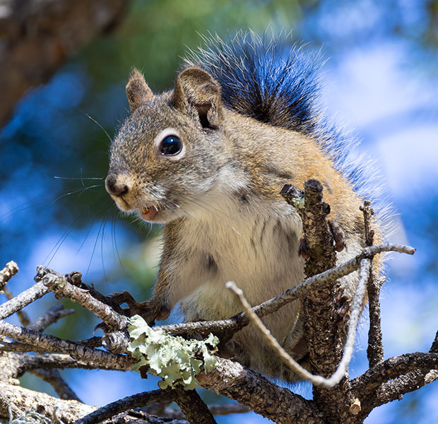 Red Squirrels Arizona chickaree squirrel Tamiasciurus hudsonicus mogollonensis