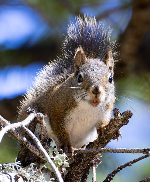 Red Squirrels Arizona chickaree squirrel Tamiasciurus hudsonicus mogollonensis