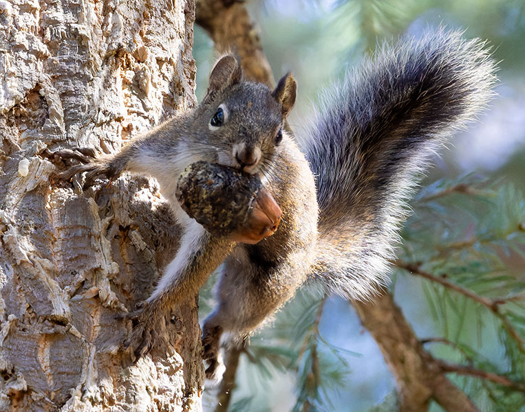 Red Squirrels Arizona chickaree squirrel Tamiasciurus hudsonicus mogollonensis