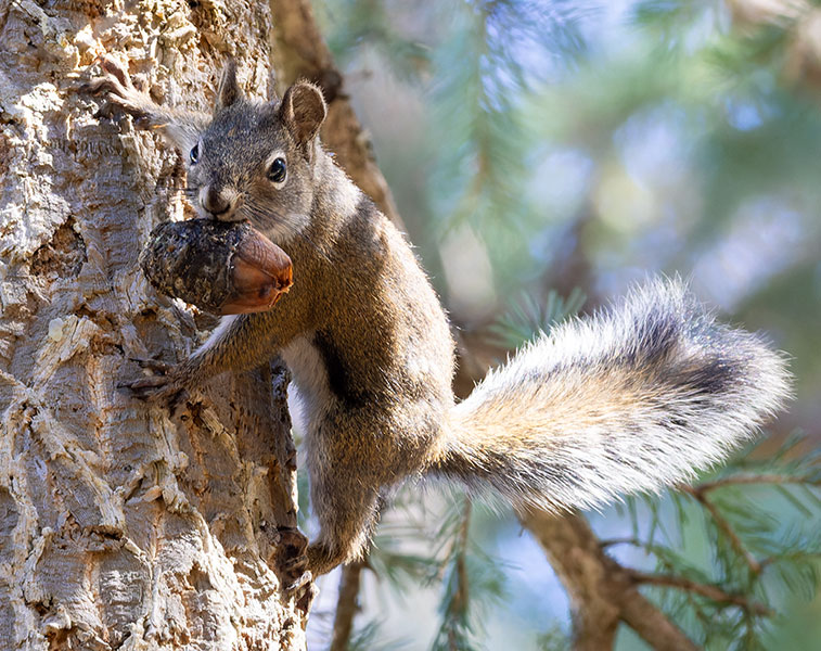 Red Squirrels Arizona chickaree squirrel Tamiasciurus hudsonicus mogollonensis