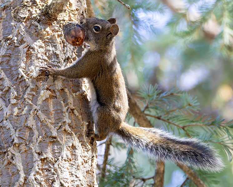 Red Squirrels Arizona chickaree squirrel Tamiasciurus hudsonicus mogollonensis