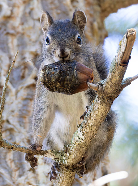 Red Squirrels Arizona chickaree squirrel Tamiasciurus hudsonicus mogollonensis