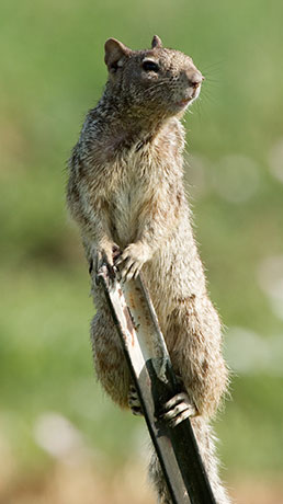 Rock Squirrel Spermophilus variegatus 