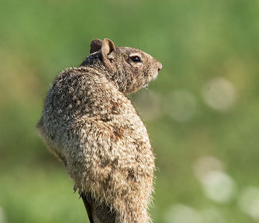 Rock Squirrel Spermophilus variegatus 