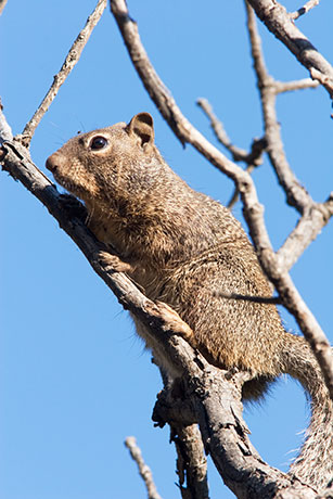 Rock Squirrel Spermophilus variegatus 