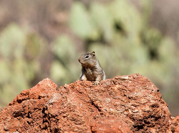 Rock Squirrel Spermophilus variegatus 