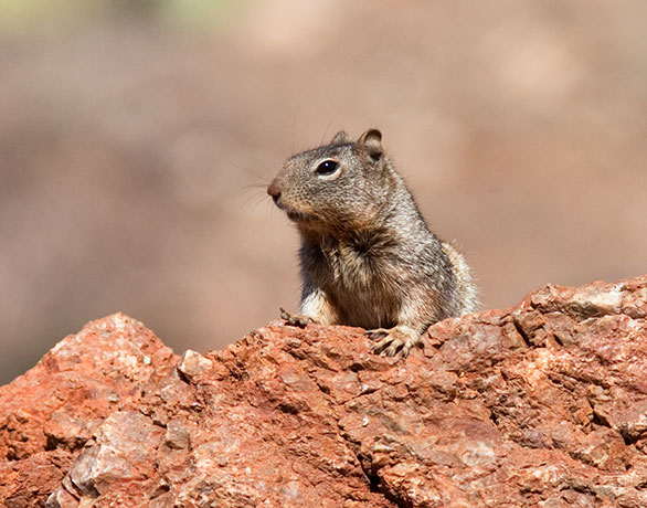 Rock Squirrel Spermophilus variegatus 